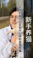 不同价格可以买到什么样的金渐层猫？11色金渐层多少钱一只？12色金渐层多少钱一只？25色金渐层多少钱一只？（B806）