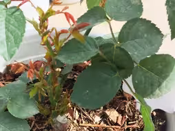 月季小苗如何养成大苗？