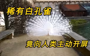稀有的白孔雀，竟向人类主动开屏，开屏那一刻简直太美了