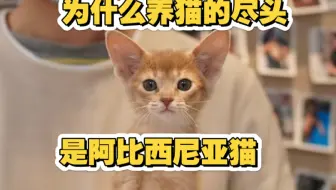 为什么养猫的尽头是阿比西尼亚猫呢？#阿比西尼亚猫