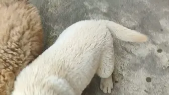 小可爱