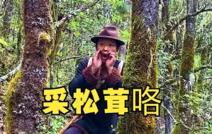 跑了8个小时找到的松茸，还不够萝卜炖猪吃