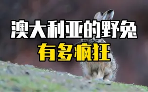 澳大利亚的兔子有多疯狂？