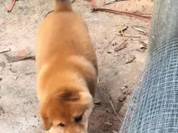 #中华田园犬 #我家的小土狗 #小狗崽 #本村最靓的狗 #旺财
