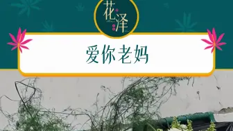 垃圾桶里会出现玫瑰 但是绝对不会出现康乃馨