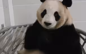 奔驰家大小姐星安不愿意起床，被奶爸吵醒生气中…小手一揣好可爱啊哈哈哈