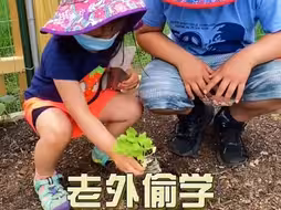 老外偷学国内种菜方法，视频后面那生菜居然种死了#我的小菜园 #美国生活 #海外生活#在美国生活