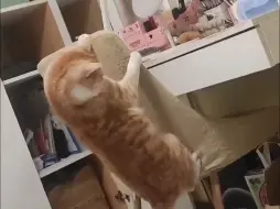 猫咪扒在椅子背上疯狂摇摆，摇一会儿还不忘停下来示意主人，“快来一起，跟上我的节奏！”