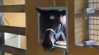 小马等开饭