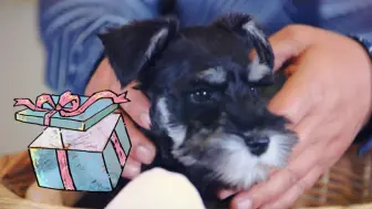 养雪纳瑞幼犬一定要知道的知识！其他幼犬也有用