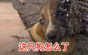 小狗被黑色油污糊满全身，被救助的结局如何？今天终于知道了