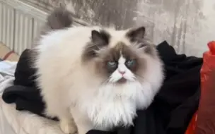 为什么倒霉的总是猫猫！