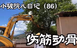 小破院儿日记第86期，完工的排水渠，休眠的核桃树
