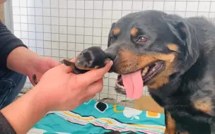 罗威纳幼犬出生2天进ICU，希望能平安！
