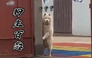 这才是狗生百态啊…
