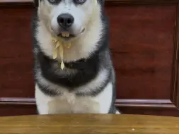 养狗就是用来玩的，哈哈哈哈哈