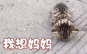 在垃圾桶旁奄奄一息的无助小猫 它的妈妈却已不在人世