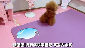 嘟嘟干了坏事虽然逃不过艾米的火眼金睛，但也凭一己之力洗脱嫌疑
