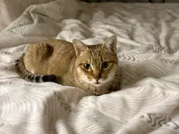 被退养多次，我决定带猫咪回家过年！