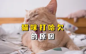猫打哈欠的原因，你知道几个？