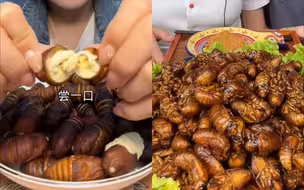 蚕蛹+知了猴，营养加倍