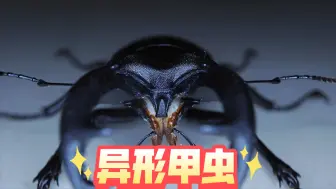 调教帅气的白背叉角锹甲附甲虫的调教方法