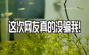 这次网友没骗我，果然连我这个水草杀手都能养好！