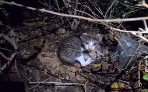 一只流浪猫到处向路人讨吃，当我扒开这片草丛顿时蒙圈！