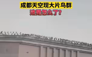 19日，成都天空突现成群飞鸟 让人迷惑…