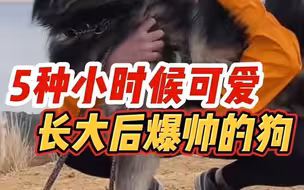 小时候可爱 长大爆帅的五种狗狗