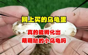 花4块多在网上买了2个乌龟蛋，真的能孵化出萌萌哒的小乌龟吗？