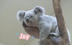 【Joy】亲亲我的宝贝，啵啵啵啵啵啵～
