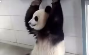 【大熊猫暖暖】奶妈问要不要吃东西，大学霸点了点头，赶紧过来坐好（6.8）