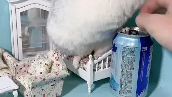 龙猫的体型大小
