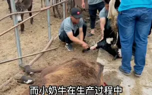 奶牛难产如何处理？只能栓绳子硬拔，看来接生也是门技术活啊