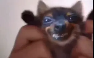 chipi chipi 我的小猫好像有点不一样