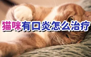 猫咪有口炎怎么治疗