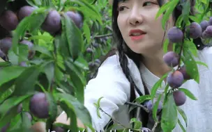 做了韭菜鸡蛋饼，招待两个帮我摘李子的伙伴