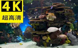 【4K】🐠🐟水族馆-自然流水声-放松冥想背景音乐-1小时