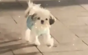 世界上真的有帕恰狗!!!