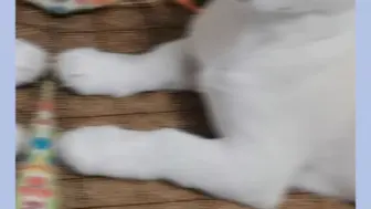 小猫狗