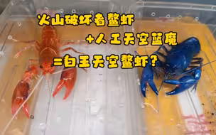 火山破坏者鳌虾配和人工天空蓝魔虾，能繁殖出来白玉天空？试试