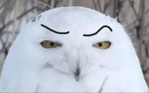 是 猛 禽 哦