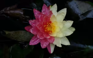 【原创】【延时摄影】每天来看一朵花开/睡莲万维莎（双色）