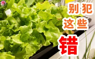 室内种菜我所踩过的坑，这些错你们一定不要犯