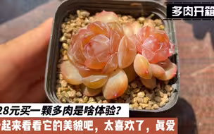 828元买一颗多肉是啥体验？一起来看看它的美貌吧，真是太喜欢了