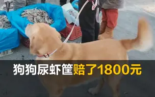 狗子早市尿虾筐，主人赔了1800元