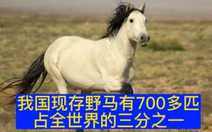 公野马和母野马是怎么交配繁殖的？看完你就知道了