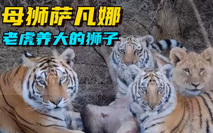 被老虎养大的狮子 比老虎还猛的母狮萨凡娜！