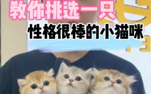 蓝金和金渐层到底哪个性格更好？